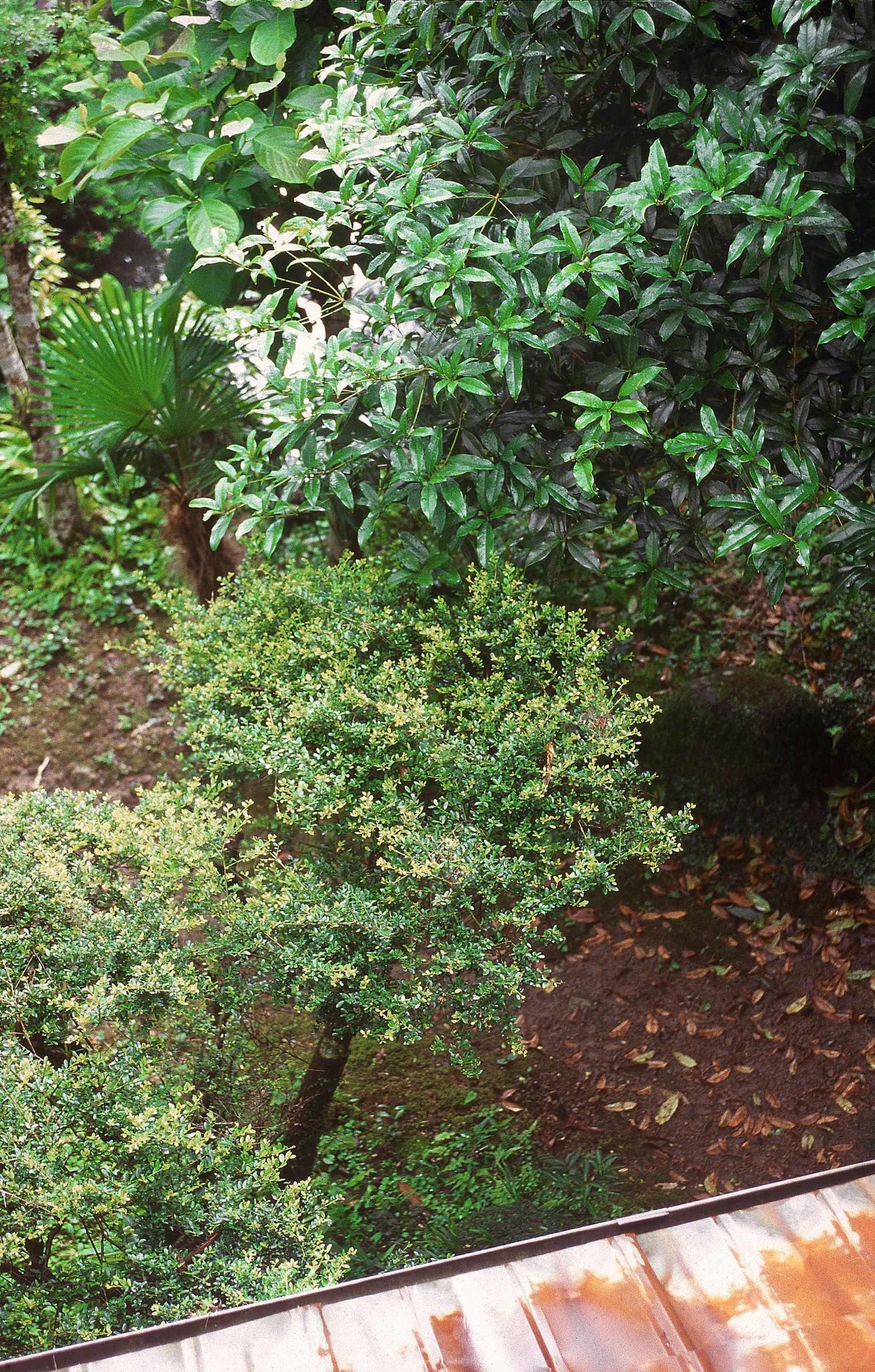 SF-No.522 Yoko Watanabe 渡辺洋香/渡边洋香-图16