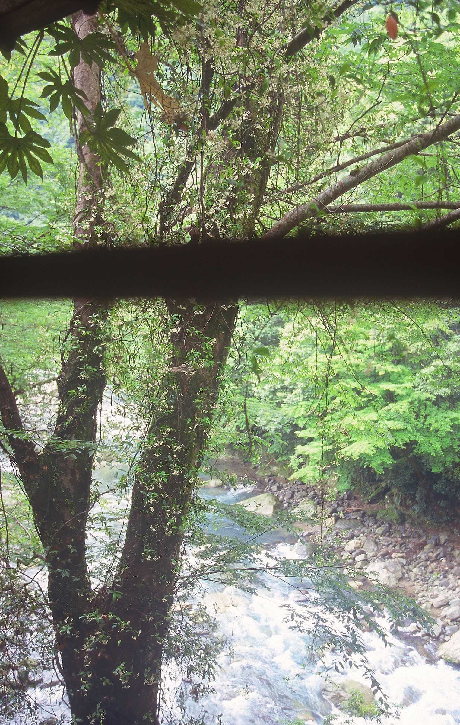 SF-No.522 Yoko Watanabe 渡辺洋香/渡边洋香-图17