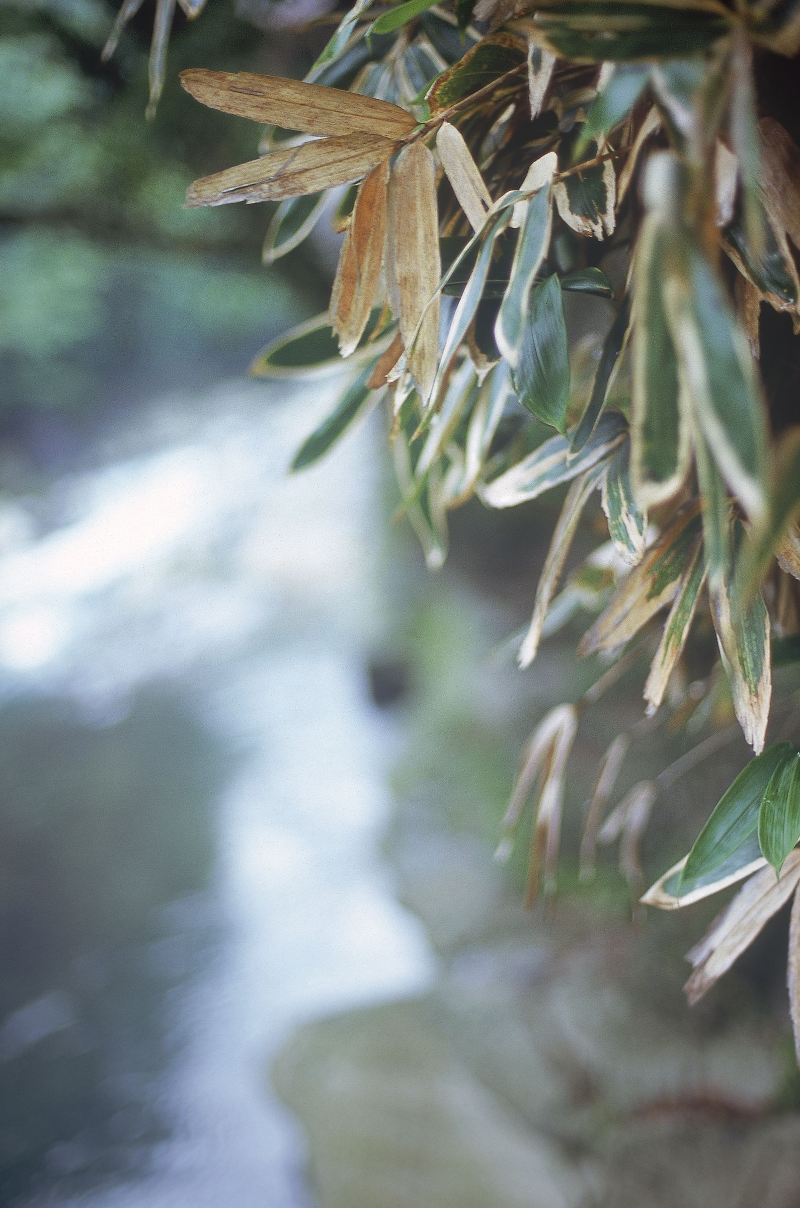 SF-No.525 渡辺洋香《Special Feature》-图14