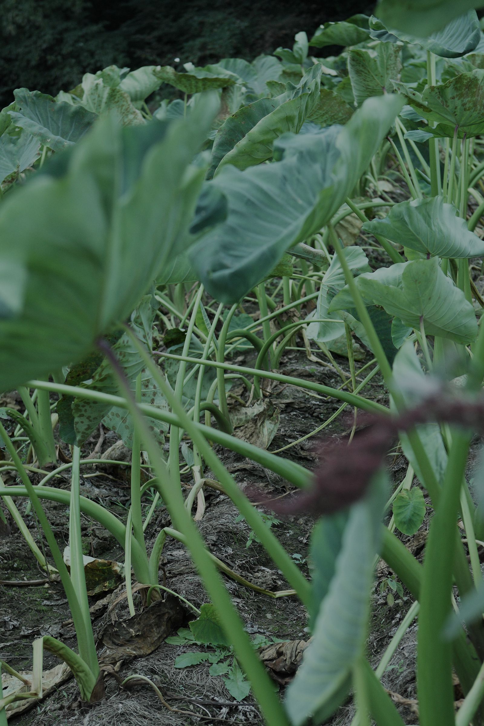 SF-No.528 原南海子 Namiko Hara-图2