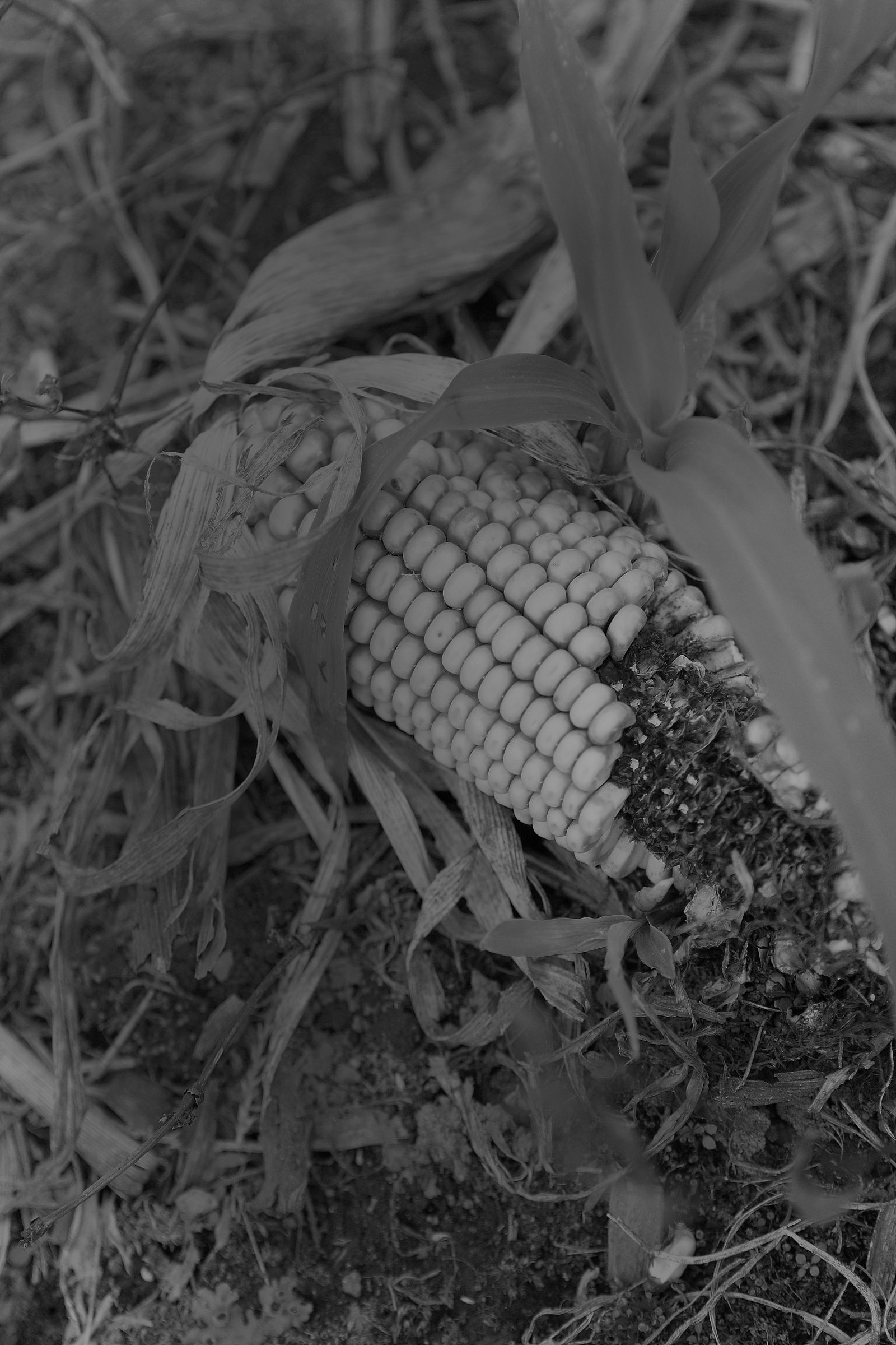 SF-No.528 原南海子 Namiko Hara-图4