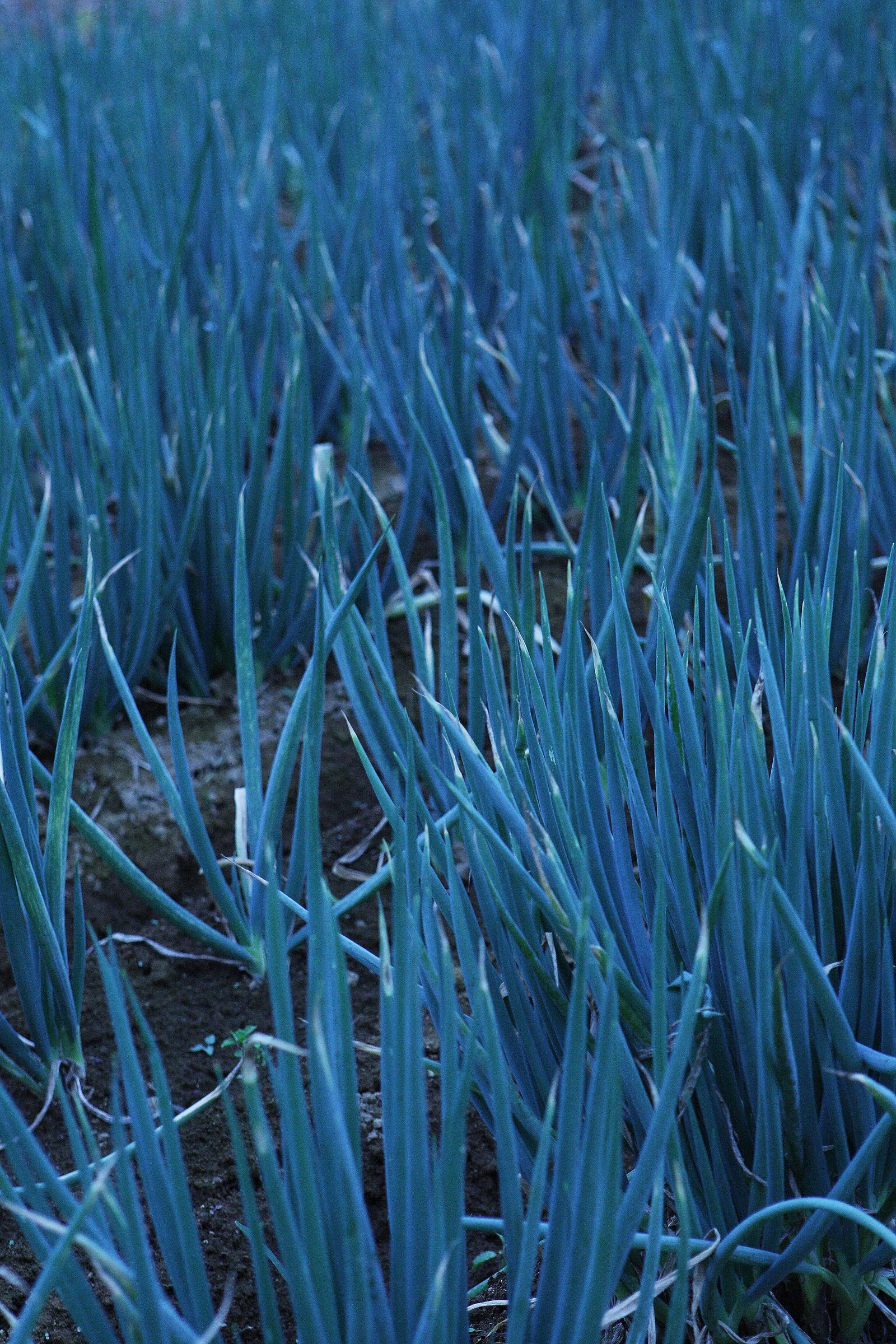 SF-No.528 原南海子 Namiko Hara-图5