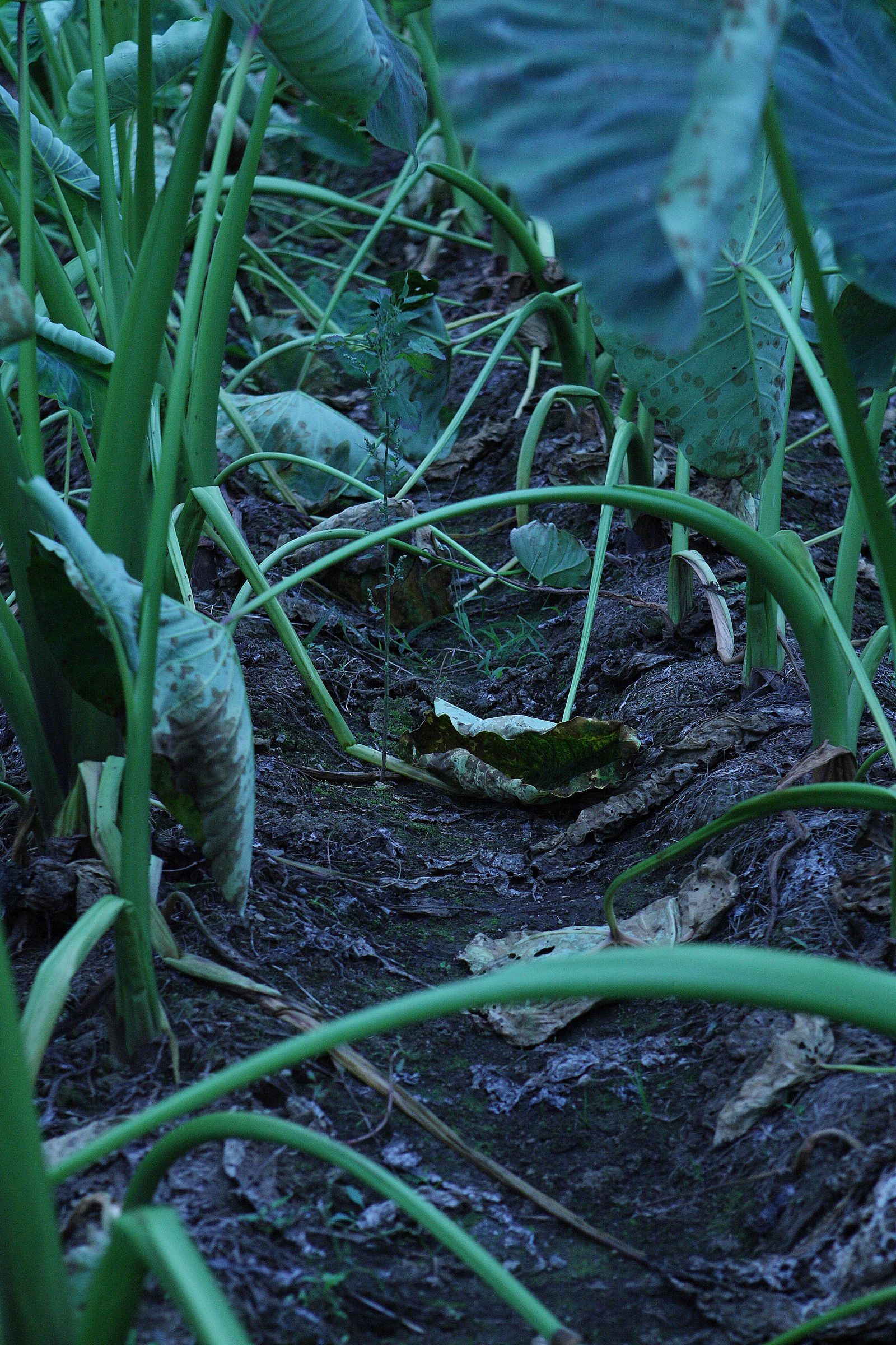 SF-No.528 原南海子 Namiko Hara-图6