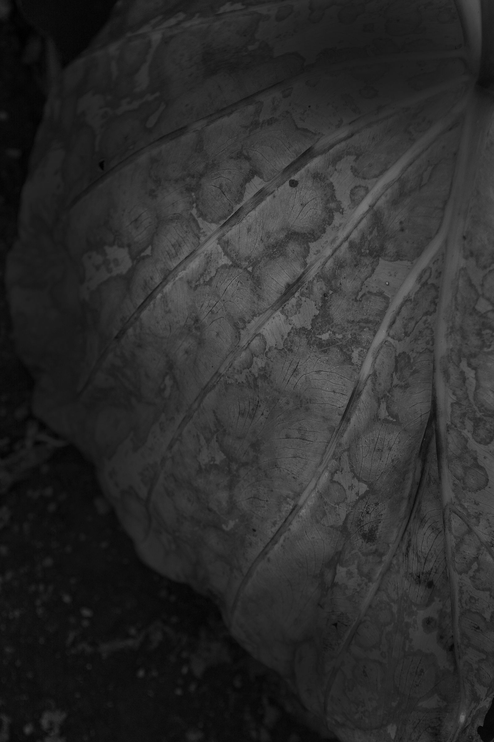 SF-No.528 原南海子 Namiko Hara-图8