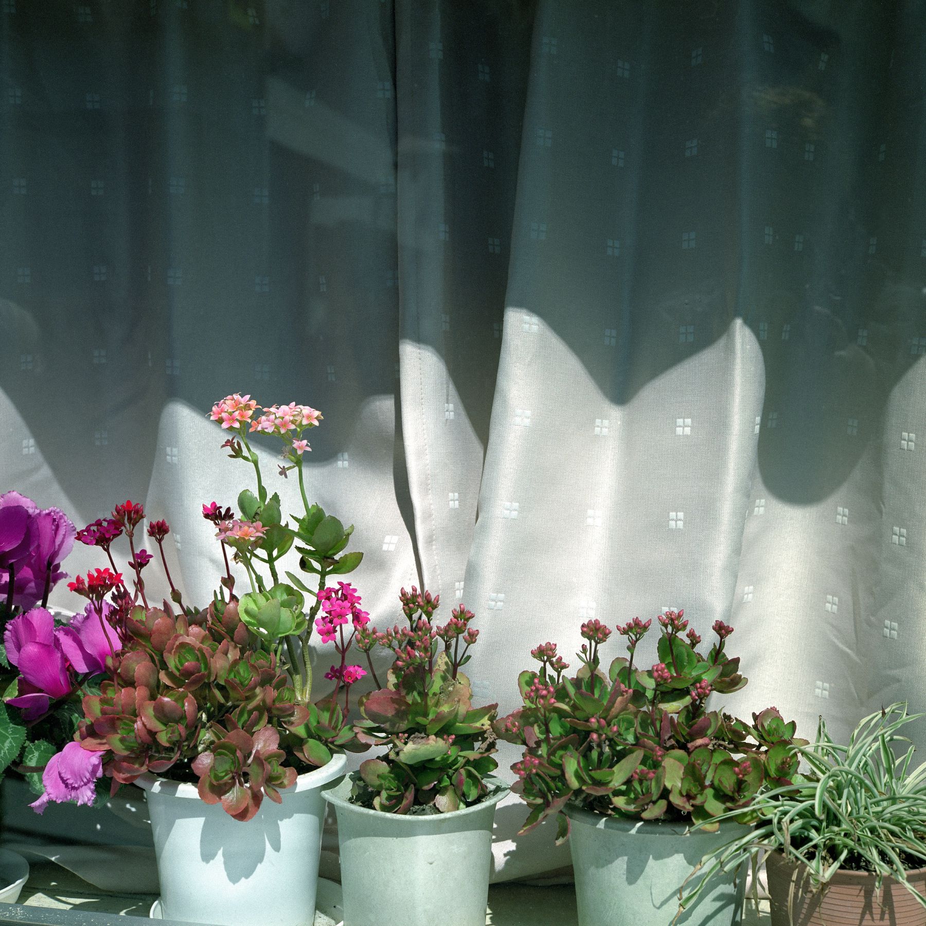 SF-No.586 Maya Koizumi 小泉麻耶-图5