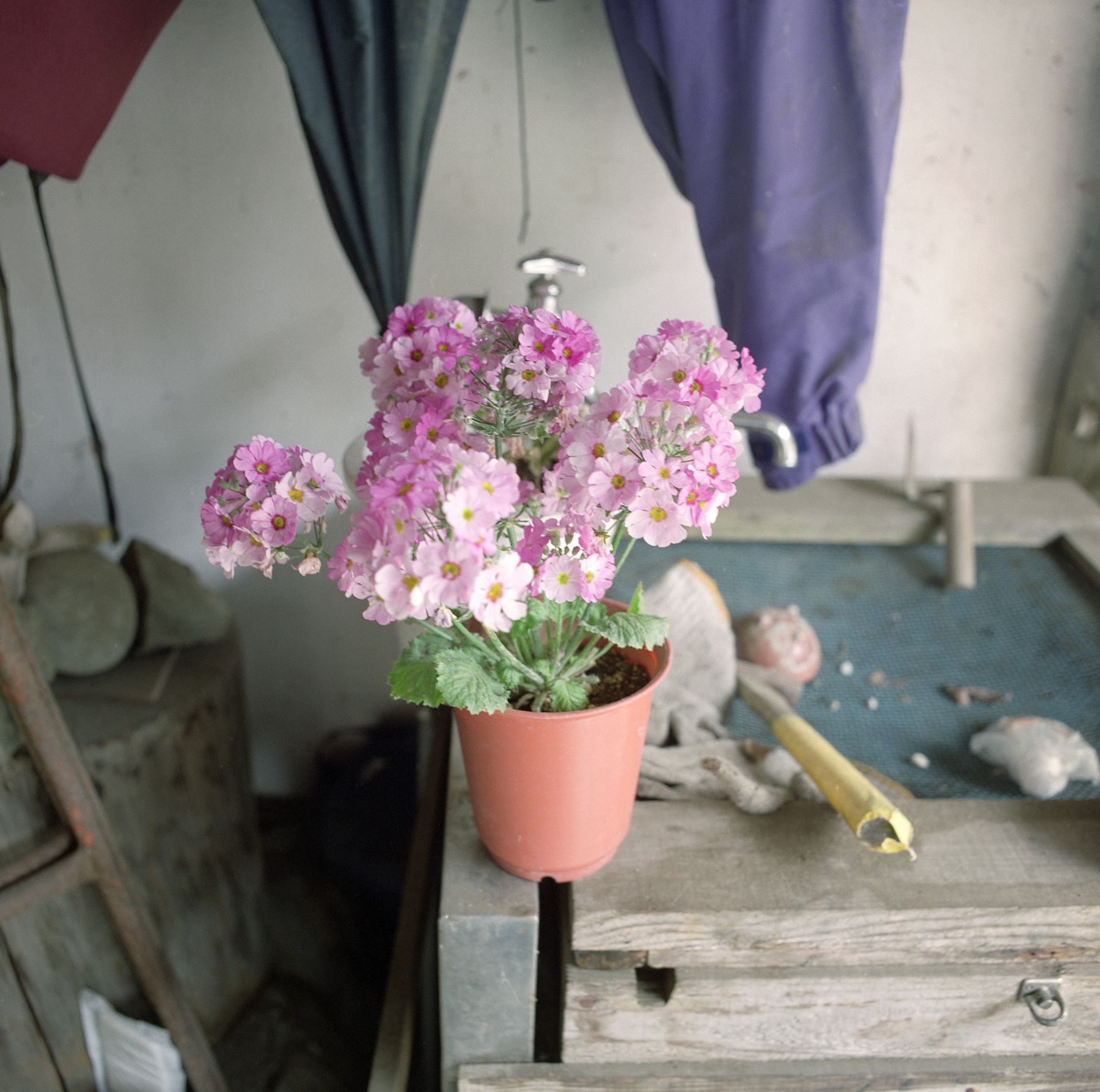 SF-No.586 Maya Koizumi 小泉麻耶-图8