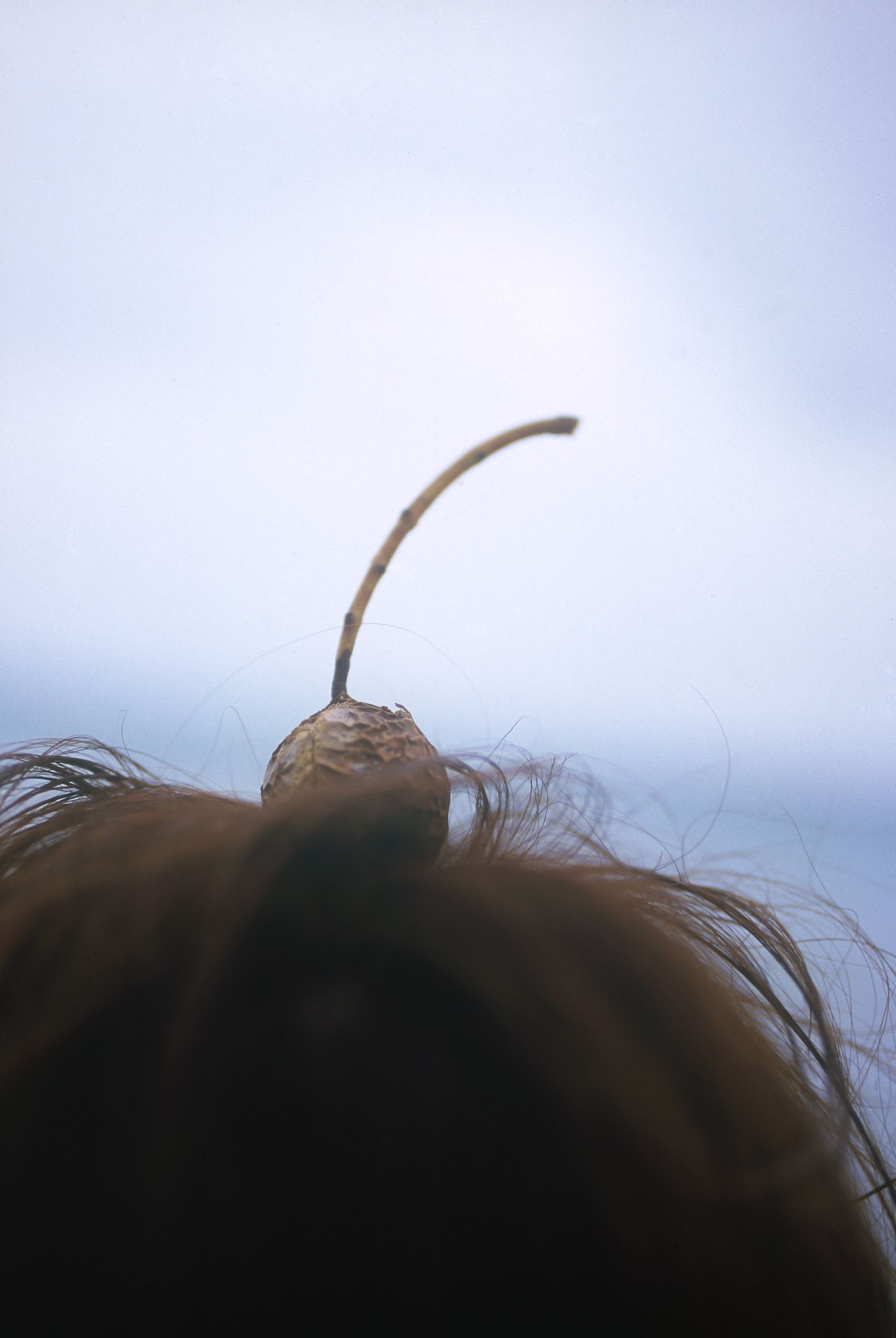 SF-No.587 Honoka 穗花-图1