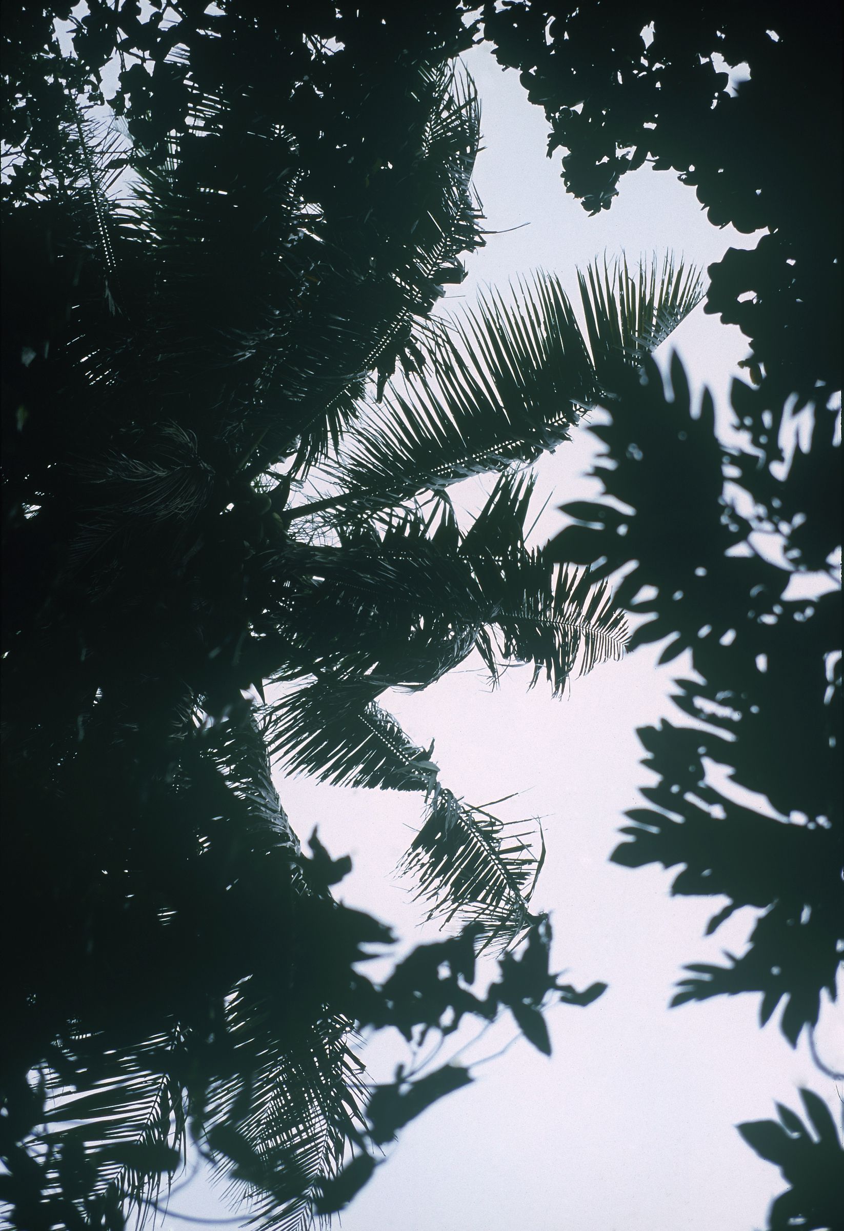 SF-No.587 Honoka 穗花-图2