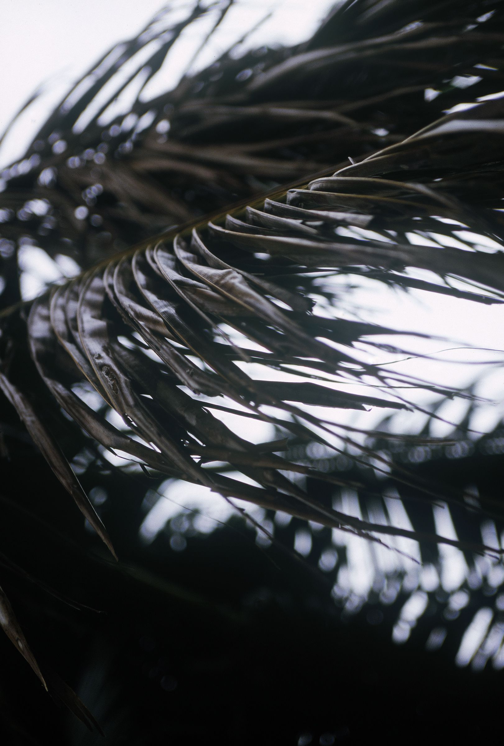 SF-No.587 Honoka 穗花-图4