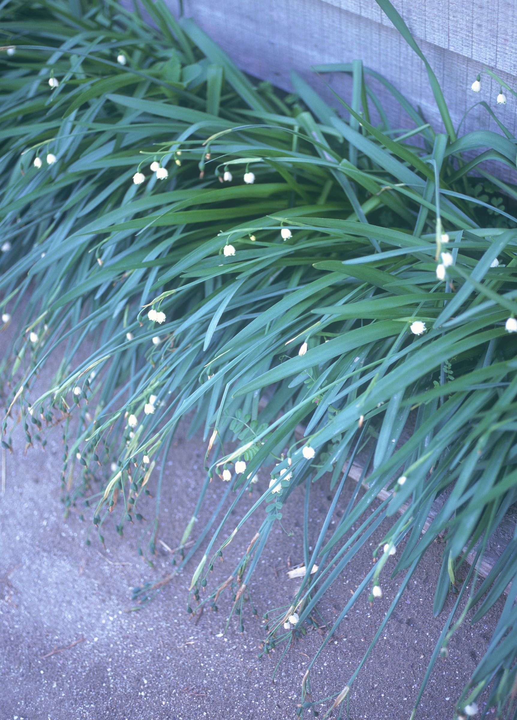 SF-No.600 Wakana Sakai 酒井若菜/酒井美幸-图8